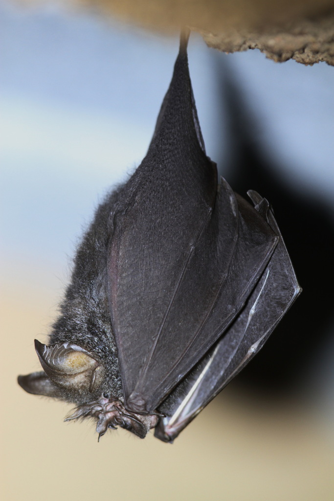 Malaysian Woolly Horseshoe Bat