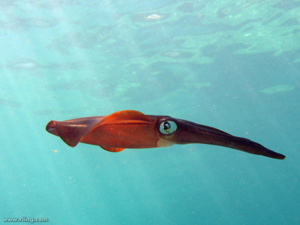 Reef Squids