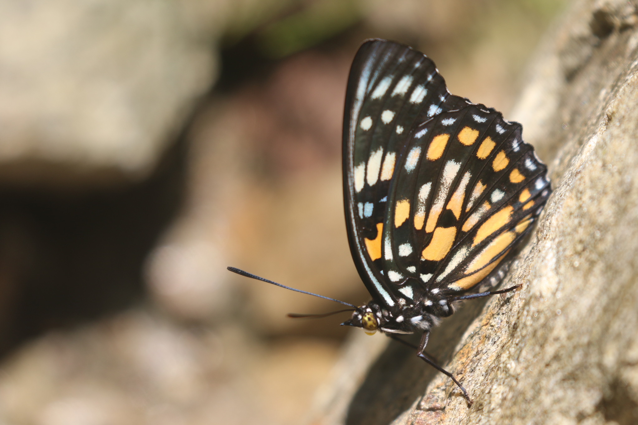 White-Spotted Courtier