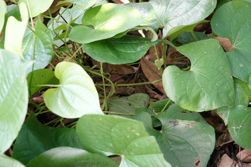 Dioscorea esculenta observed 2025-07-25