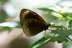 Euploea leucostictos