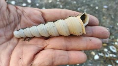 Turritella terebra