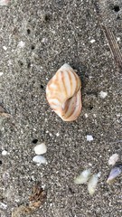 Lissachatina fulica