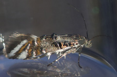 Lithariapteryx jubarella