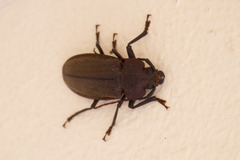 Olethrius scabripennis