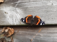 Vanessa atalanta
