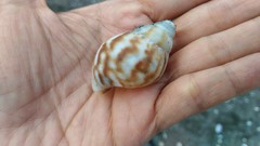 Lissachatina fulica