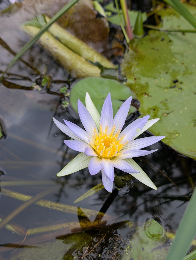 Nénuphar étoilé bleu (Nymphaea nouchali)
