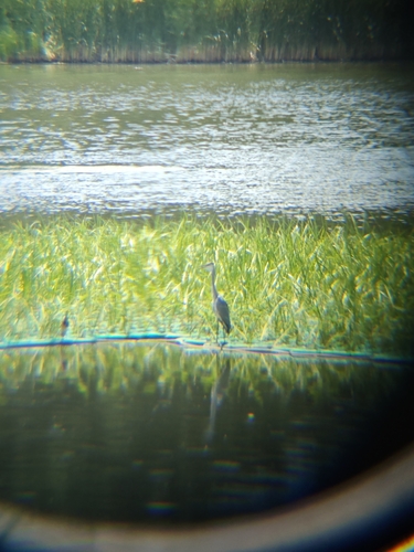 Chinese Pond-Heron