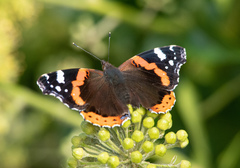 Vanessa atalanta