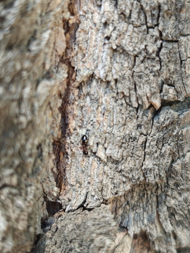 Dolichoderus sibiricus