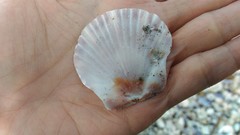 Pecten