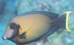 Acanthurus pyroferus