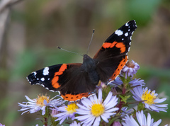 Vanessa atalanta