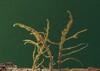 Cryphaea jamesonii - Photo (c) michael-lueth, some rights reserved (CC BY-NC)
