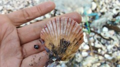 Pecten