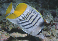 Chaetodon mertensii