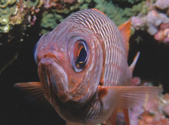 Myripristis violacea