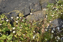 Notocitellus adocetus