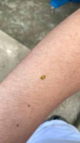 22-spot Ladybird