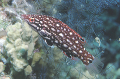 Bodianus dictynna
