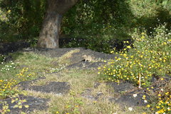 Notocitellus adocetus