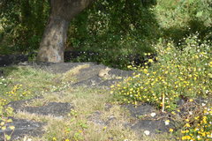 Notocitellus adocetus