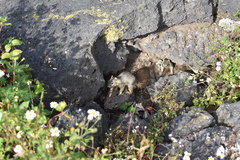 Notocitellus adocetus