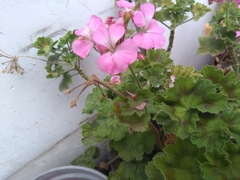 Pelargonium