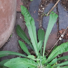 Erigeron sumatrensis