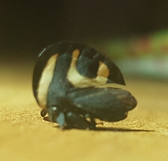 Membracis foliatafasciata