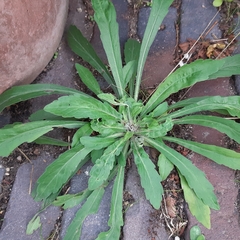 Erigeron sumatrensis