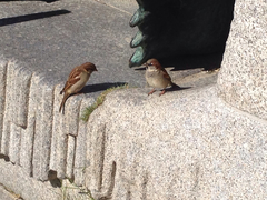 Passer domesticus