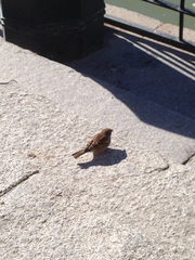 Passer domesticus