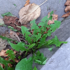 Taraxacum officinale