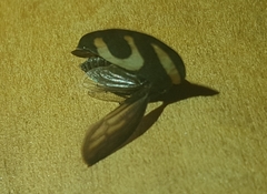 Membracis foliatafasciata
