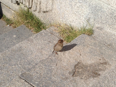 Passer domesticus