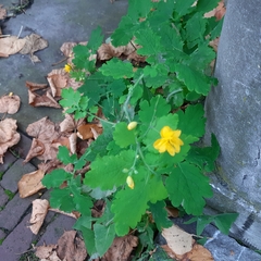 Chelidonium majus