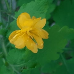 Chelidonium majus