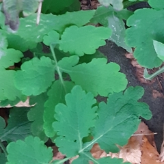 Chelidonium majus