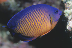 Centropyge bispinosa