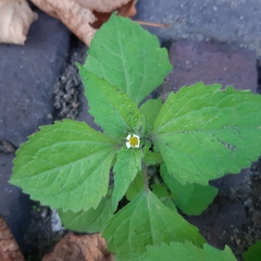 Galinsoga quadriradiata