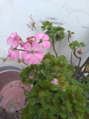 Pelargonium