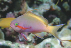 Pseudanthias huchtii