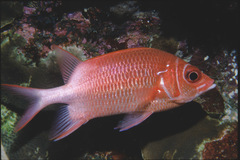 Sargocentron caudimaculatum