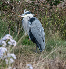 Ardea cinerea