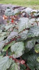 Rubus tricolor