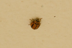 Micraspis lineola