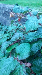 Rubus tricolor