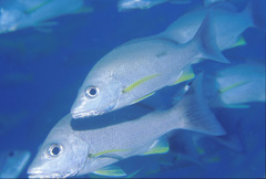 Lutjanus russellii